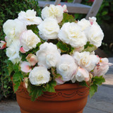 Begonia Superba Collection