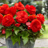 Begonia Superba Collection