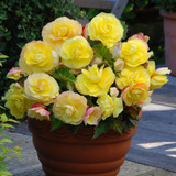 Begonia Superba Collection