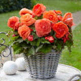 Begonia Superba Collection