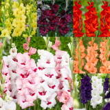 Gladioli Large Flower Collection 3