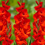 Gladioli Large Flower Collection 3