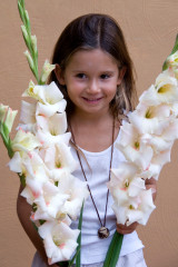 Gladioli Large Flower Collection 2
