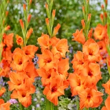 Gladioli Large Flower Collection 2