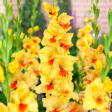 Gladioli Large Flower Collection 2