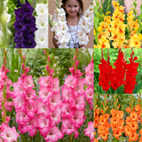 Gladioli Large Flower Collection 2