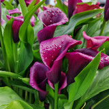 Zantedeschia Collection (B)