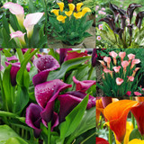 Zantedeschia Collection (B)