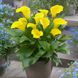 Zantedeschia Collection