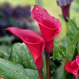 Zantedeschia Collection