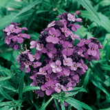 Erysimum Collection