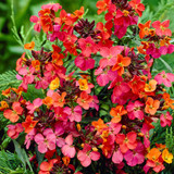 Erysimum Collection