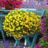 Calibrachoa Million Bells Collection (Pack 12/Pack 24)