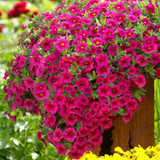 Calibrachoa Million Bells Collection (Pack 12/Pack 24)
