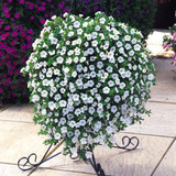 Calibrachoa Million Bells Collection (Pack 12/Pack 24)
