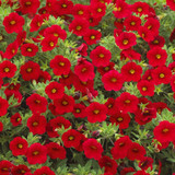 Calibrachoa Million Bells Collection (Pack 12/Pack 24)