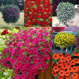 Calibrachoa Million Bells Collection (Pack 12/Pack 24)