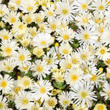 Delosperma Suntropics Collection