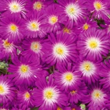 Delosperma Suntropics Collection