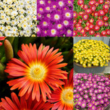 Delosperma Suntropics Collection
