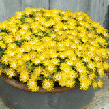 Delosperma Suntropics Collection