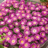 Delosperma Suntropics Collection
