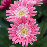 Gerbera Garvinea Sweet Collection