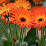 Gerbera Garvinea Sweet Collection