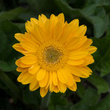Gerbera Garvinea Sweet Collection