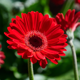 Gerbera Garvinea Sweet Collection