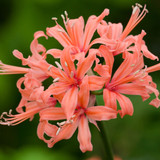 Nerine Collection