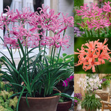Nerine Collection
