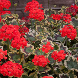 Geranium Foliage Collection (Zonal)