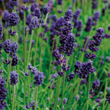 Lavender English Collection