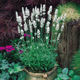 Lavender English Collection