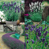 Lavender English Collection