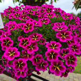 Calibrachoa Star Collection