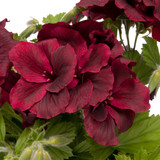 Geranium Regal Collection