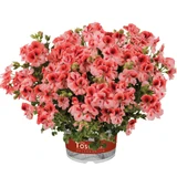 Geranium Regal Collection