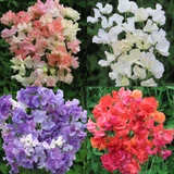 Sweet Pea (Lathyrus) Collection