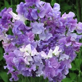 Sweet Pea (Lathyrus) Collection