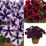 Petunia Sweetunia Collection