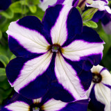 Petunia Royal Flush Collection (Pack 12/Pack 24)