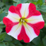 Petunia Royal Flush Collection (Pack 12/Pack 24)