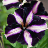 Petunia Royal Flush Collection (Pack 12/Pack 24)