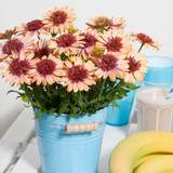 Osteospermum Erato Double Collection