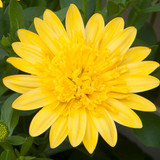 Osteospermum Double Collection