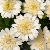 Osteospermum Double Collection