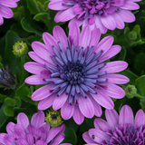 Osteospermum Double Collection