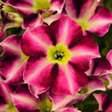 Petunia Crazytunia Collection (Pack 18/Pack 30)